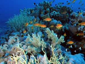 Pseudanthias squamipinnis