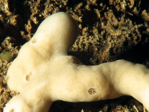 Petrosia (Petrosia) ficiformis