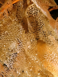 Reteporella grimaldii ou Reteporella mediterranea
