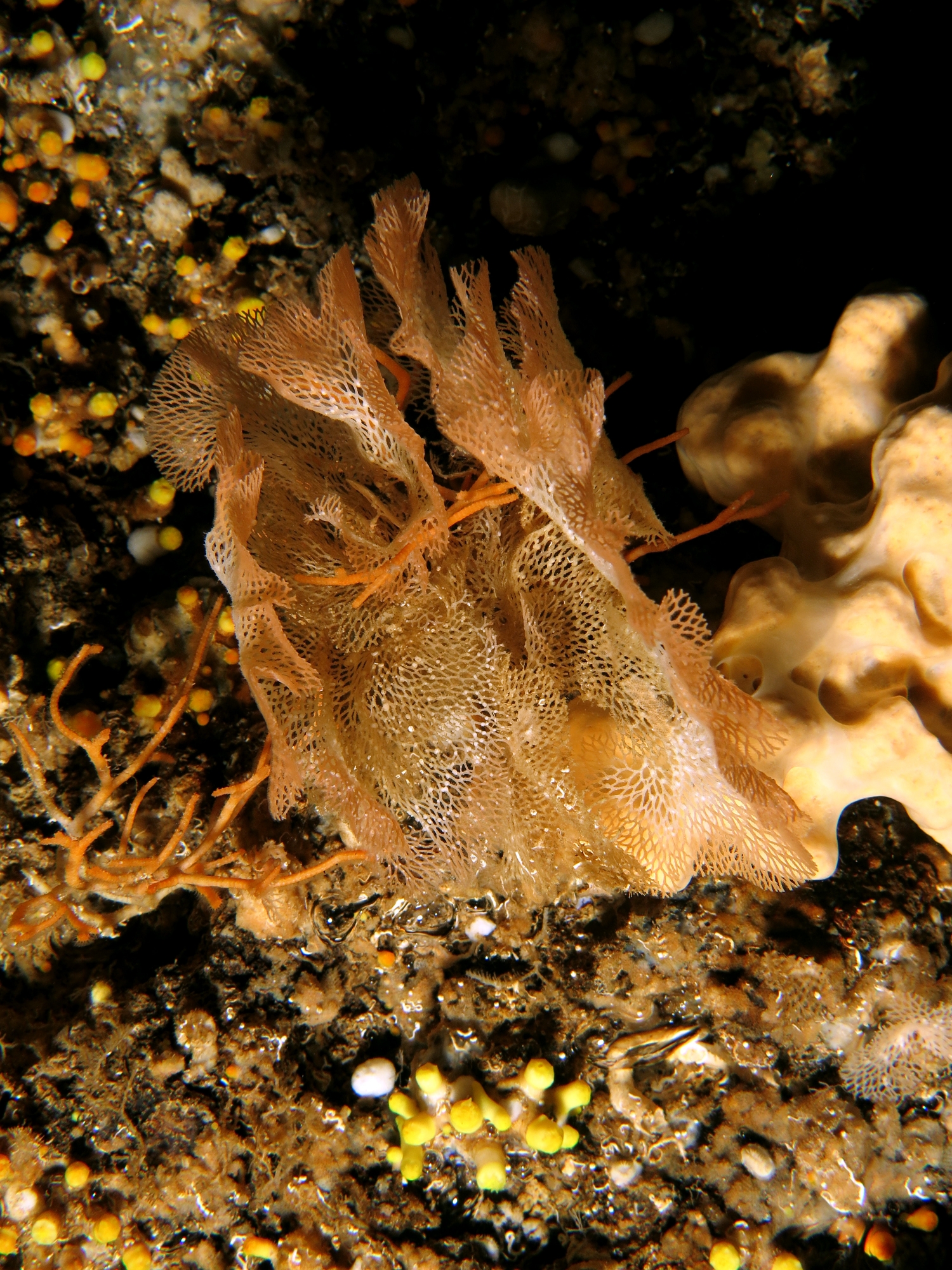 Reteporella grimaldii ou Reteporella mediterranea