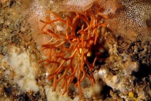 Smittina cervicornis, Reteporella grimaldii ou Reteporella mediterranea