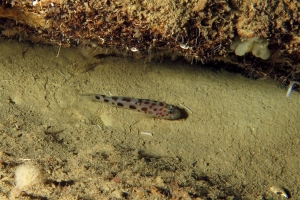 Thorogobius ephippiatus