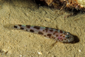 Thorogobius ephippiatus