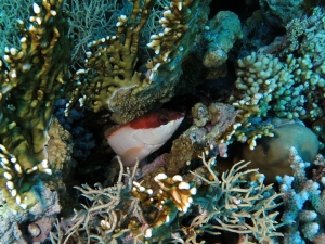 Epinephelus fasciatus