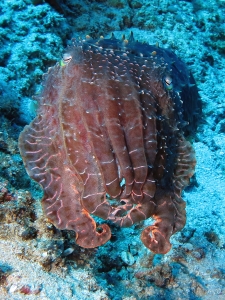 Sepia latimanus