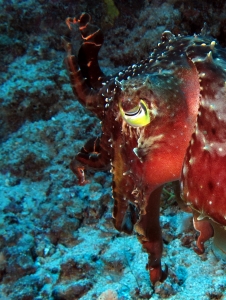 Sepia latimanus