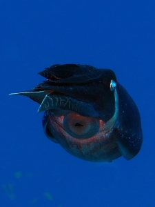 Sepia latimanus