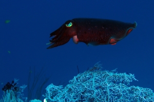 Sepia latimanus