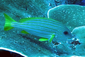 Plectorhinchus chrysotaenia