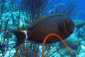 Acanthurus bariene