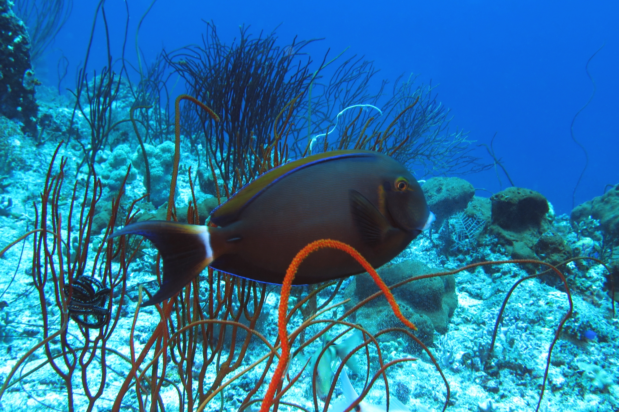 Acanthurus bariene