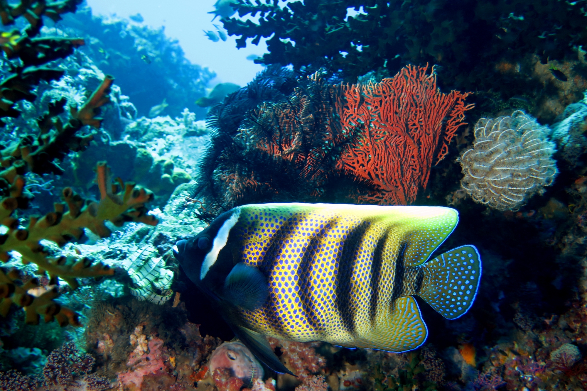 Pomacanthus sexstriatus