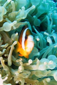 Amphiprion clarkii, Entacmaea quadricolor