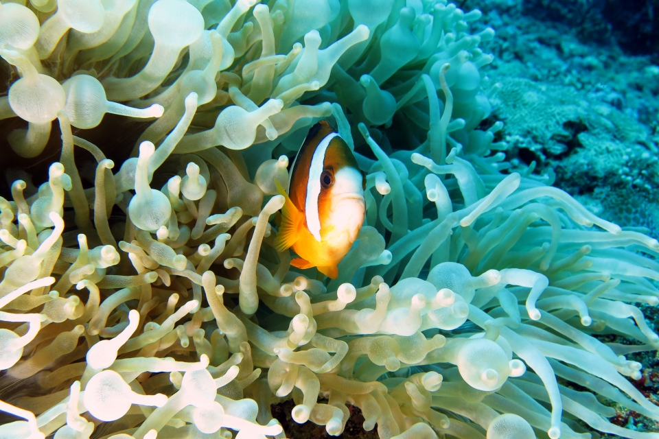 Amphiprion clarkii, Entacmaea quadricolor