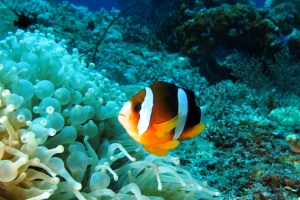 Amphiprion clarkii, Entacmaea quadricolor