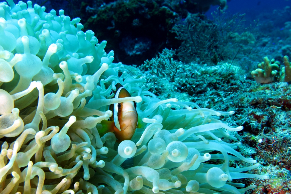 Amphiprion clarkii