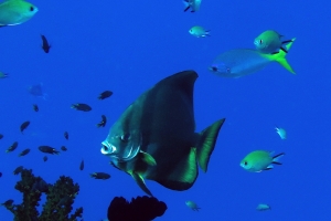 Platax orbicularis, Chromis scotochiloptera, Caesio teres