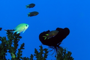 Chromis scotochiloptera, Neopomacentrus cyanomos, Tubastraea micranthus