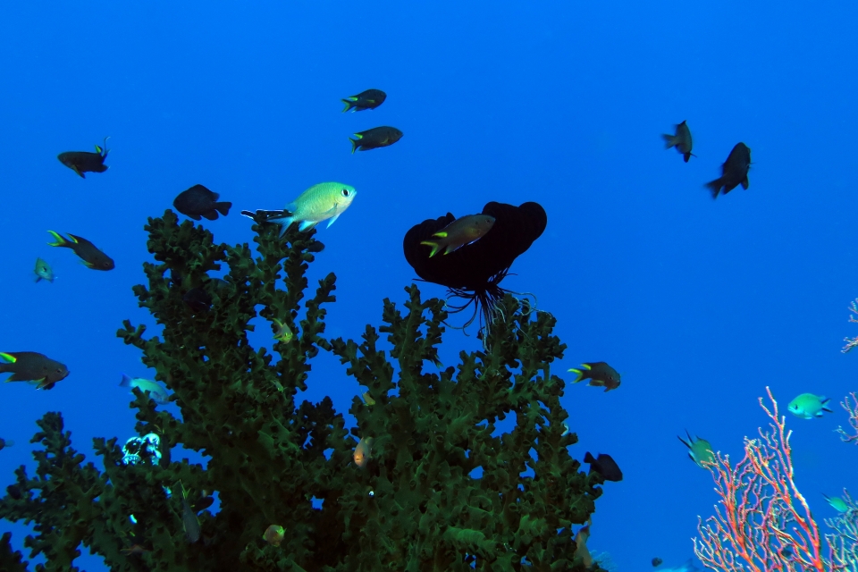 Chromis scotochiloptera, Neopomacentrus cyanomos, Tubastraea micranthus