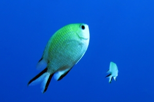 Chromis scotochiloptera