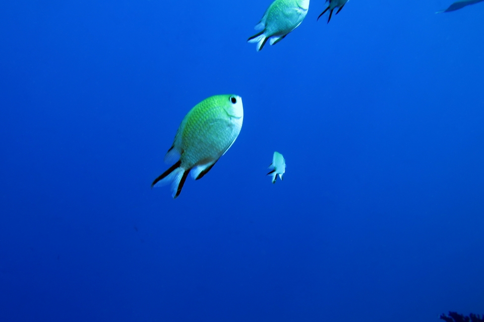 Chromis scotochiloptera