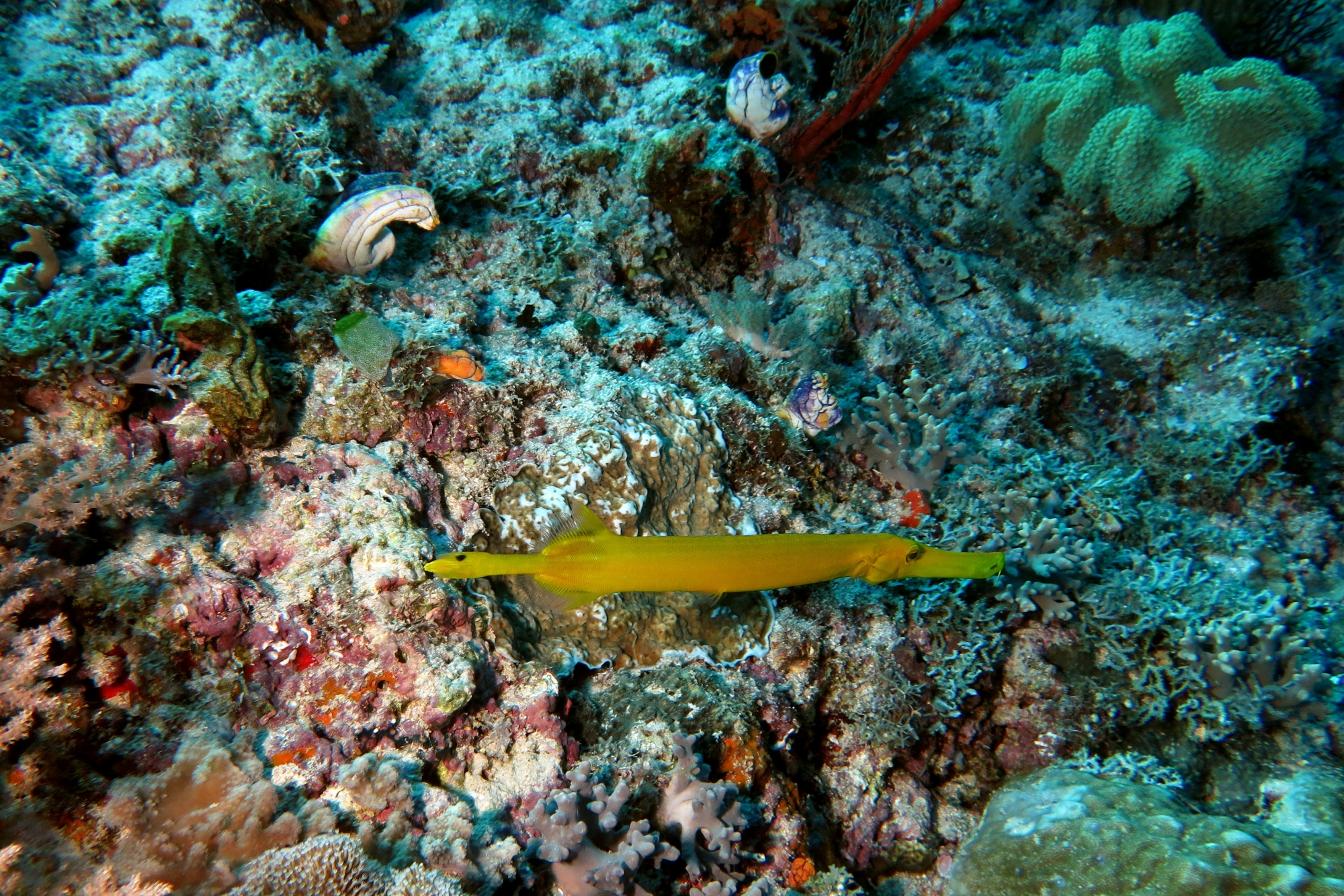 Aulostomus chinensis