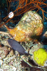 Spondylus varius, Dascyllus trimaculatus