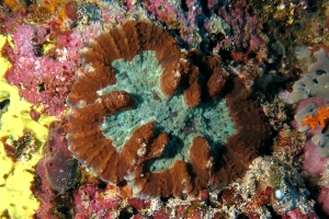 Symphyllia valenciennesii