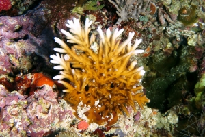 Millepora dichotoma