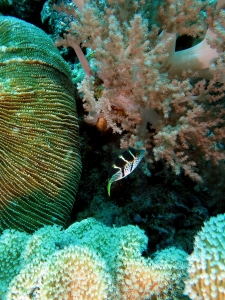 Ctenactis echinata, Canthigaster valentini