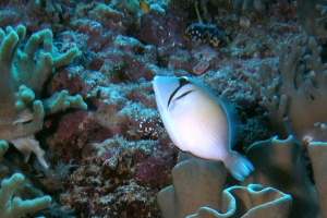 Sufflamen bursa, Sarcophyton sp., Sinularia gibberosa