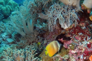 Chaetodon kleinii, Sinularia flexibilis, Sinularia polydactyla