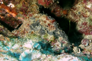 Ircinia strobilina