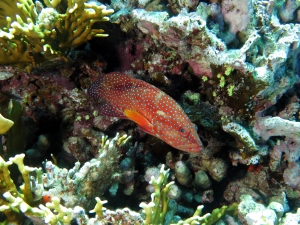 Cephalopholis miniata