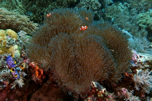 Heteractis magnifica, Amphiprion ocellaris