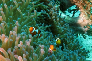 Heteractis magnifica, Amphiprion ocellaris