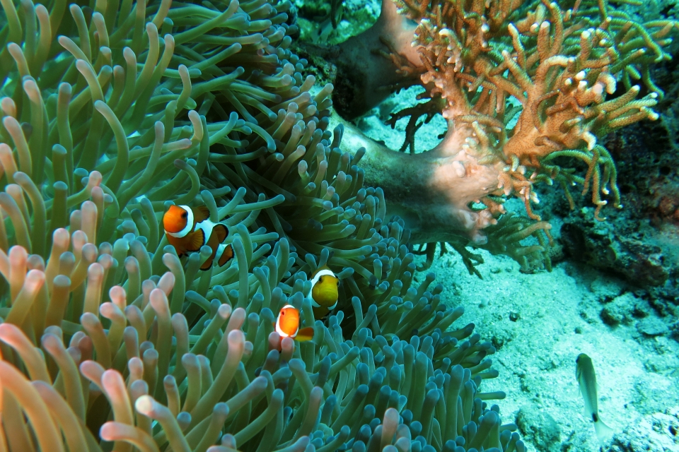 Heteractis magnifica, Amphiprion ocellaris