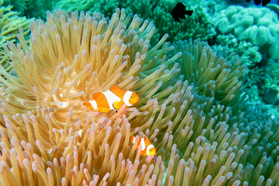 Heteractis magnifica, Amphiprion ocellaris