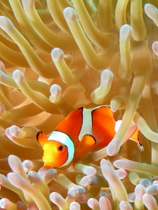 Heteractis magnifica, Amphiprion ocellaris