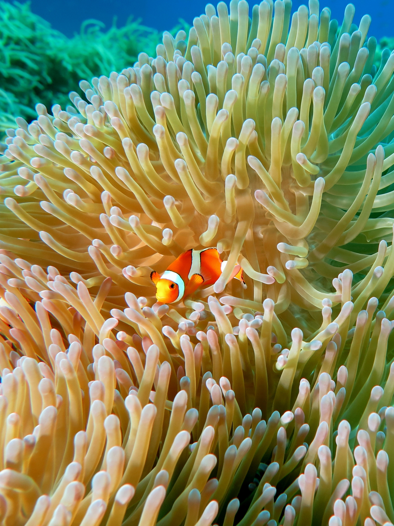 Heteractis magnifica, Amphiprion ocellaris