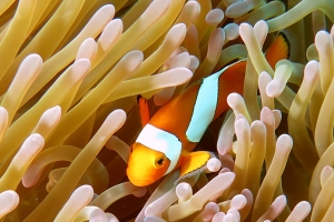 Heteractis magnifica, Amphiprion ocellaris