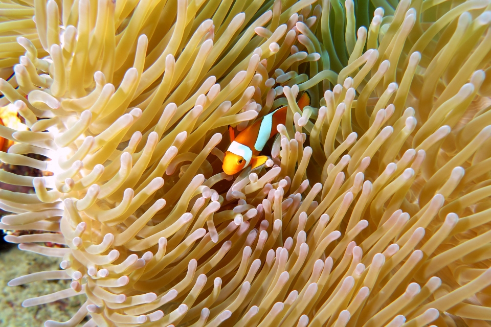 Heteractis magnifica, Amphiprion ocellaris