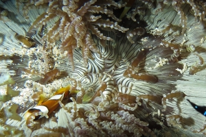 Heteractis aurora, Amphiprion clarkii