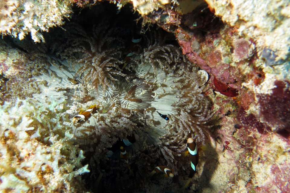 Heteractis aurora, Amphiprion clarkii