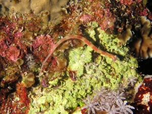 Corythoichthys nigripectus