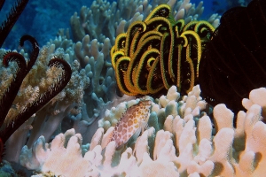 Cirrhitichthys oxycephalus, Himerometra robustipinna, Sinularia sp.