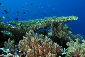 Acropora, Lithophytum arboreum