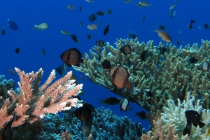 Dascyllus reticulatus, Acropora