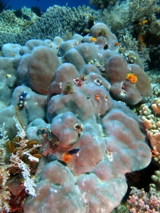 Spirobranchus giganteus, Porites lutea