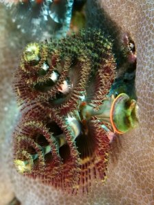 Spirobranchus giganteus, Porites lutea